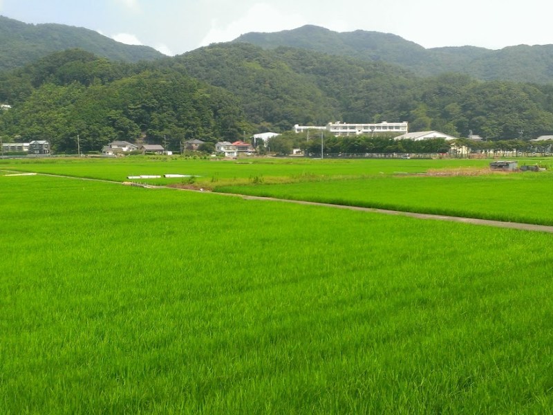 June in Japan brings rainy weather and the most obvious gluten-free option.&nbsp;RICE.