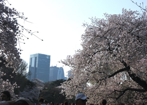 Sakura in Shinjuku Gyoen