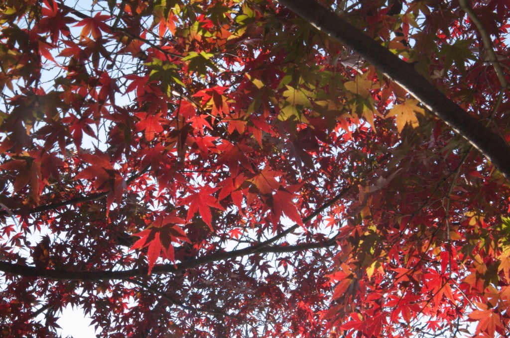 Autumn leaves in Kichijoji.