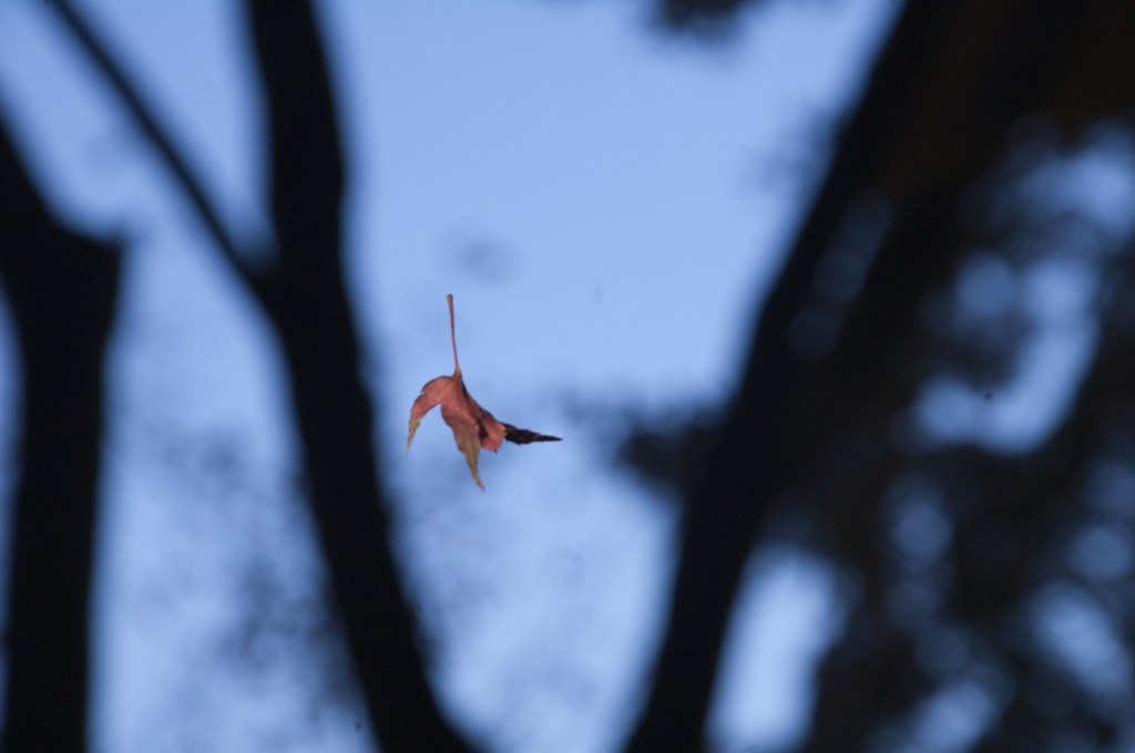 An autumn leaf falling to the ground in Inokashira Park, Kichijoji, Tokyo.