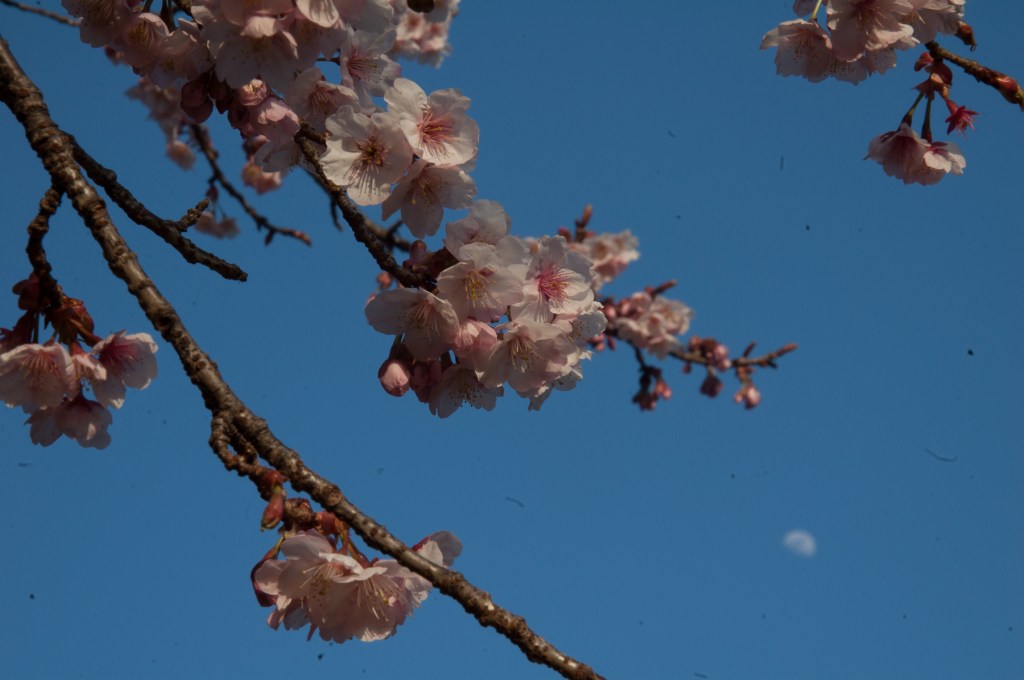 Cherry Blossom, Sakura, Tokyo, Japan